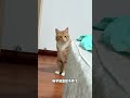 听喵一句劝，养人类真的很麻烦的 猫主子的日常 心思全写在脸上的猫 橘猫