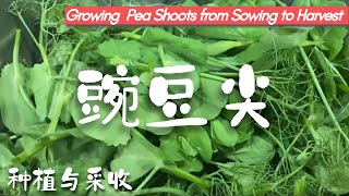 Planting and Maintaining Pea Shoots