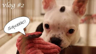 赤ちゃんボストンテリア初めてのおもちゃ！　　Baby boston terriers reaction to her first squeaky toy