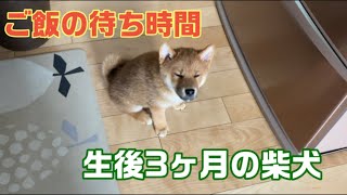 【柴犬3ヶ月】ご飯の待ち時間の様子。だいぶ大きくなったよ。