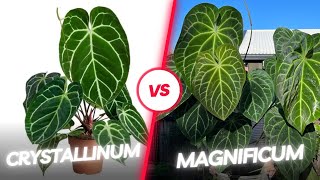 Crystallinum vs. Magnificum: Which anthurium is better? #anthurium #crystallinum #magnificum