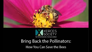 Bring Back the Pollinators: How You Can Save the Bees