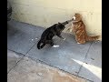 Cats Who Slap! (A compilation)