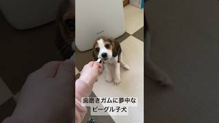 歯磨きガムに夢中なビーグルパピー #ビーグル犬 #ビーグル #beagle #子犬　#SNOOPY #パピー