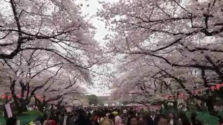 2016年4月1日 上野恩賜公園の桜