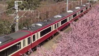 【4K】京急久里浜線と河津桜 三浦海岸さくらまつり(2016.2)