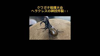 ［黒鉄杯］ヘラクレスオキシデンタリスVSオオクワガタ　［カブトVSクワガタ］ #クワガタ相撲 #shortvideo