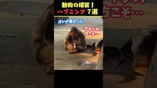 SNSで5.9億回バズった動物ハプニング動画7選！7Animal Happenings Videos That Got 590 Million Buzz on SNS!#犬#猫#動物#shorts