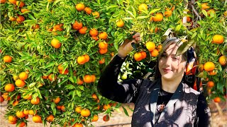 Vlog A beautiful day in the orange garden : Daily life of an Iranian girl in Gilan