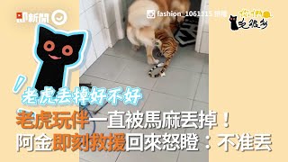 黃金獵犬的即刻救援行動！狗嘴叼被馬麻丟掉的老虎娃娃怒瞪：不准丟我的玩伴｜你們毛很多｜寵物隨手拍｜Golden Retriever