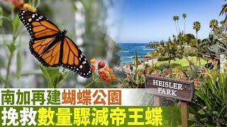 南加再建蝴蝶公園 挽救數量驟減的帝王蝶｜今日加州