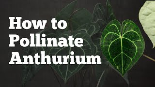 Everything You Need To Know To Pollenate Anthurium | How Inflorescence Looks When Pollenated