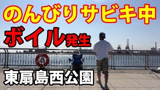 東扇島西公園での釣り サビキで６魚種釣った中、シーバスボイル発生 ルアー投入！