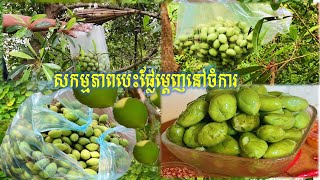 ទៅបេះម្ដេញនៅចំការ Picked Planchonella Obovata Fruit