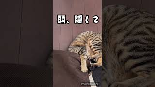 頭、隠して、尻、隠さず#shorts #猫