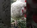 【鶏日記】シロとの友情 鶏 ニワトリ にわとり にわとりこ 鶏日記 poules hens