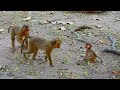 omg baby lily is super cute as she stands on two legs eats grapes for first time mbappe tube