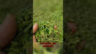 O que é a MORINGA? Você conhece os beneficios da moringa para agropecuaria? #agro #moringa #silo