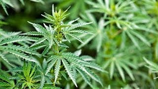New Hampshire House Votes to Legalize Pot