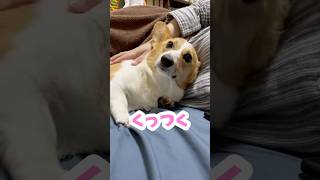 飼い主にくっついて寝たい甘えん坊な犬 #コーギー #ちくわ #shorts