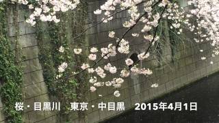 桜・目黒川　　東京・中目黒　　2015年4月1日