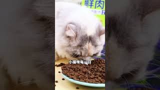 鲜肉配方让猫咪更好吸收猫粮 新手养猫 喵知味猫粮