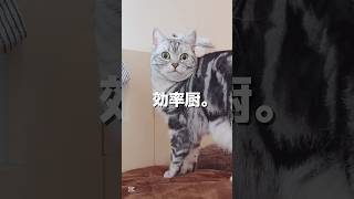 【知育おもちゃ】予想外な使い方ばかりする猫。 #shorts