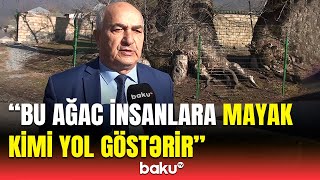 Oğuzda müqəddəs sayılan ağaclar | 1000 yaşlı təbiət abidəsi