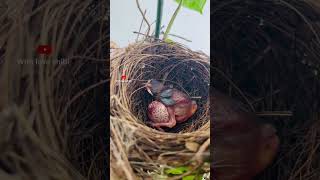 നിങ്ങൾക്ക് ഇത് തീർച്ചയായും ഒരു കൗതുകമായിരിക്കും #trending #foryou #malayalam #viral