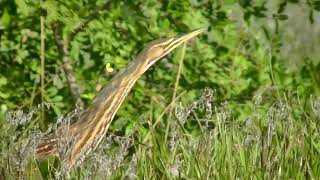 Lizard Eatin' Bittern!