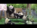 かわいいパンダの面白仕草に絶対笑う！「笑える動画集」 cute funny panda