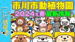 【市川市の広報番組】いちにゅ〜 No.024 この春は市川市動植物園に行こう！ 「2024年春」最新情報