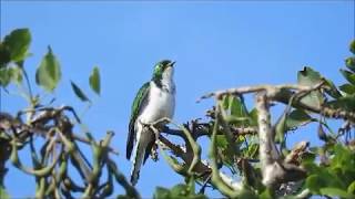 Birding in the Eastern Cape, South Africa - Klaas's Cuckoo