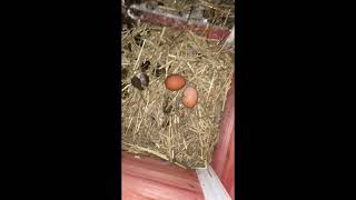 Harvesting the hens and babies eggs 349 and 134