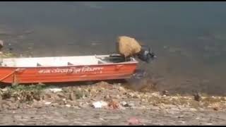 Crocodile attack a dog at Yashwant Sagar dam, Indore MP.