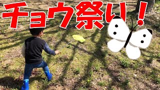 チョウ祭り！公園で虫とりしたら、チョウをたくさん発見した！