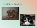 mbc vet tech online review 6.1 nervous system diseases