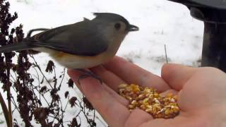 Hand-feeding a Tufted Titmouse