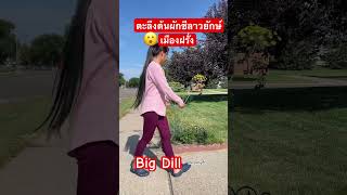 ตะลึงต้นผักชีลาวยักษ์‼️😮เมืองฝรั่ง ต้นสูงใหญ่ที่สุดเท่าที่เคยเห็นมา #Dill #Bigdill #vegetables