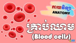 កាយវិទ្យា [30] - គ្រាប់ឈាម (Anatomy of Blood Cells)