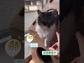 福島の多頭飼育崩壊現場からやってきた、らんくんとっても大柄、ゴージャスな毛並み、風格を感じさせる大人猫さんですが、実はとっても甘々、スリゴロさんです shorts