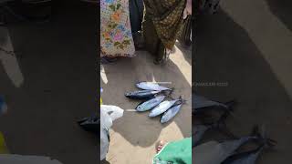 കേര ചൂരയുടെ ലേലം വിളി #vizhinjam #YouTube #fish #shorts #lelam #viral