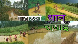 धान रोपाइँ !!पाहाडको खेत रोपाइँ !! khet ropai paddy rice planting done in nepal !!