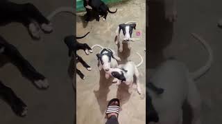 Fire greyhound01 lovers (harrygrewal/ipavidhanoa) #greyhound #fire