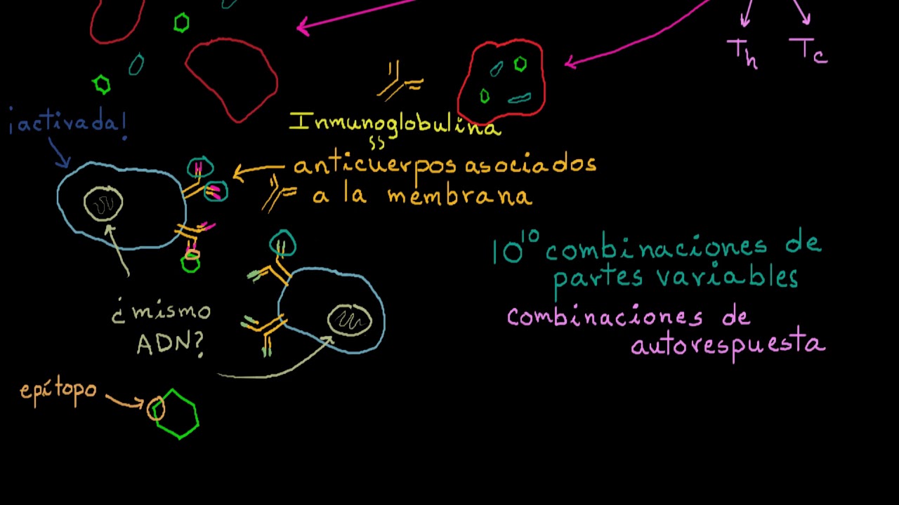 Linfocitos B (células B) | Khan Academy En Español - YouTube