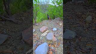 Desi Black Partridge Calling in Wild | ##shorts #shortfeed #wildlife #nature