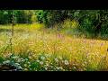 Relaxing Nature Ambience Meditation 🌼 8h GOOD MORNING SPRING NATURE THERAPY🌷 Meadow Healing Sounds