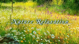 Relaxing Nature Ambience Meditation 🌼 8h GOOD MORNING SPRING NATURE THERAPY🌷 Meadow Healing Sounds