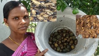 WEIRD Snail Fry  Recipe ~  Tasty Snail  varuval  ~ மருத்துவக்குணம்  மிக்க வயல்  நத்தை  வறுவல் ,,