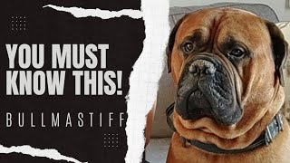BULLMASTIFF - One Thing You Need To Understand About This Breed